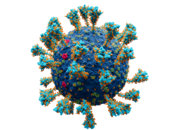 Darstellung des Coronavirus.