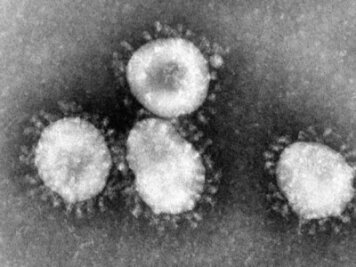Coronavirus unter dem Mikroskop.
