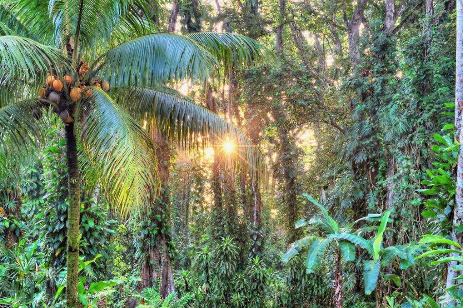 Costa Rica für Entdecker - Mehr als die Hälfte der Landesfläche Costa Ricas ist Wald, auch dank umfangreicher Wiederaufforstungsprogramme.
