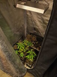 Crimmitschau: Cannabis-Zucht in Wohnung beschlagnahmt - 