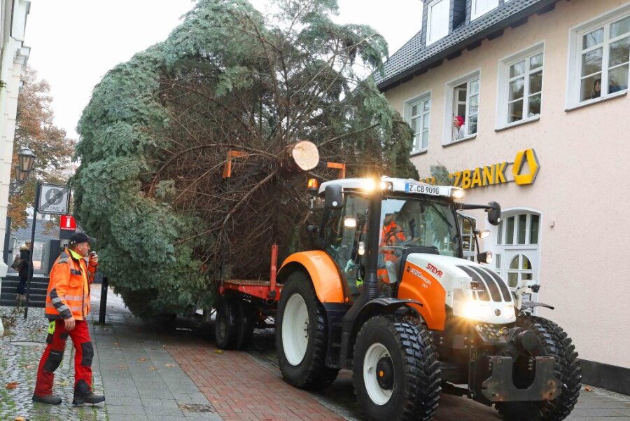 Der Bauhof der Stadt hat am Montag auf dem Marktplatz den diesjährigen Weihnachtsbaumaufgestellt. Die Weißtanne kommt gleich aus derNähe. Und sie hält einen Rekord.