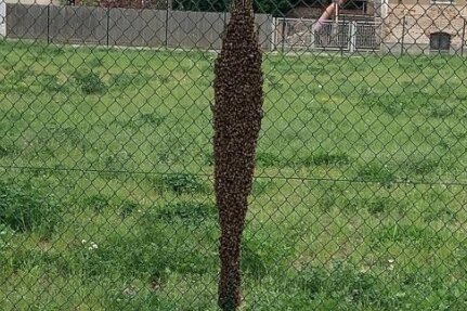 Crimmitschau: Herrenloser Bienenschwarm entdeckt - Bienenschwarm nahe der Freifläche zwischen Petersstraße und Skaterpark. 
