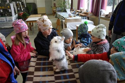 Crimmitschau: Kleintierzüchter vereinen fünf Ausstellungen in einer Schau - Kinder aus dem Neukirchner Kindergarten „Bosenhof“ erlebten bei ihrem Besuch Kaninchen der Rassen Löwenköpfchen Weiß und Löwenköpfchen Rhönfarbig.