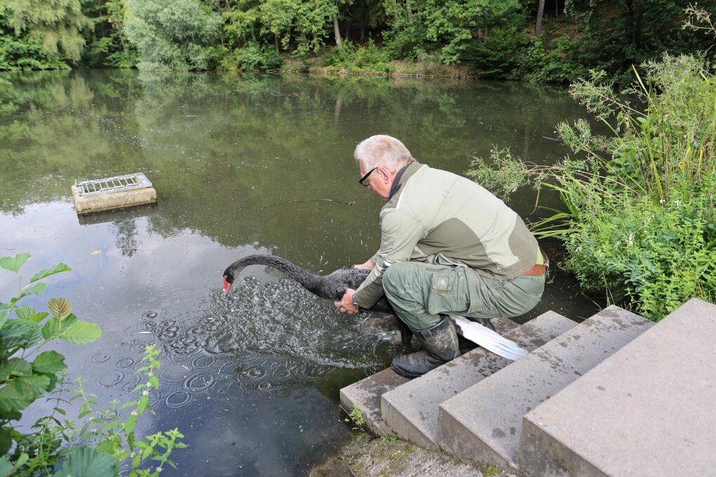 Crimmitschau Trauerschwanpärchen im Sahnpark ist wieder komplett