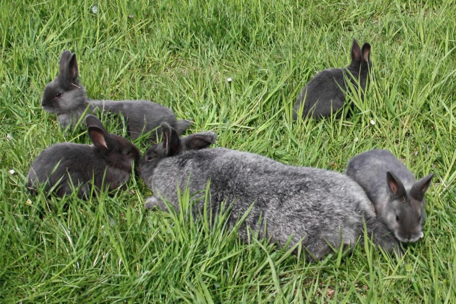Crimmitschau: Züchter von Kleintieren ermitteln ihre Kreismeister - Diese Tierfamilie gehört Zuchtfreund Dieter Schreiter. Er stellt neben Kaninchen auch Enten und Hühner aus.