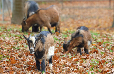 Crimmitschauer gründen Förderverein für Tiergehege - Ziegen im Tiergehege Crimmitschau