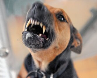 "Da hab ich nur noch um Hilfe gebrüllt" - Symbolfoto: Ein Hund steht im Tierheim in seiner Box und fletscht die Zähne. 