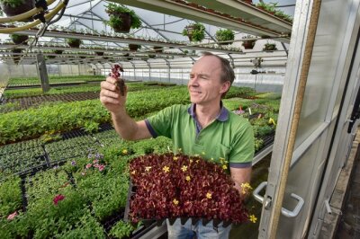 Da wächst noch was - Das ist selten in deutschen Gärtnereien: Frank Zülchner in Limbach-Oberfrohna bringt noch Samen in die Erde und zieht Pflanzen groß.