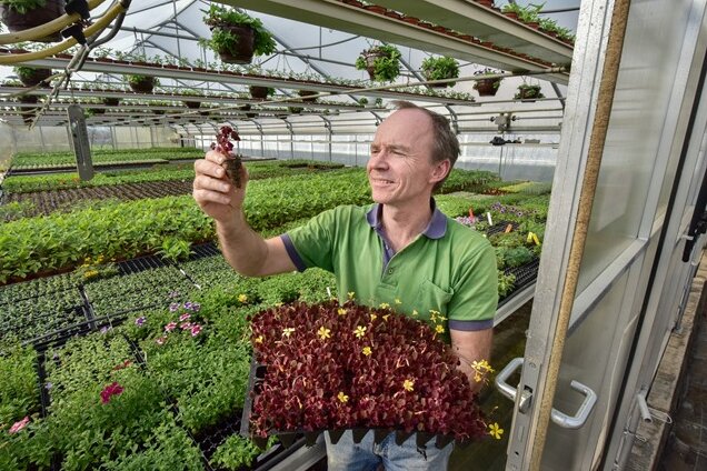 Da wächst noch was - Das ist selten in deutschen Gärtnereien: Frank Zülchner in Limbach-Oberfrohna bringt noch Samen in die Erde und zieht Pflanzen groß.