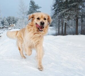 
              <p class="artikelinhalt">Hunde lieben Schnee und sind beim Gassigehen kaum zu bremsen.</p>
            