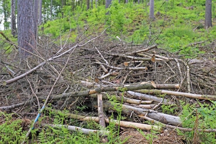 Damit die Wunden im Wald heilen - Noch sind Reste von Totholz im Waldgebiet abgelagert. Bald soll frisches Grün dominieren.