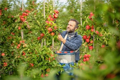 Darum sind Äpfel aus Sachsen erste Wahl - In Kreischa ist der Red Jonaprince reif. Rico Pietzsch von der Obstfarm legt die Äpfel vorsichtig in seine Kiepe. 