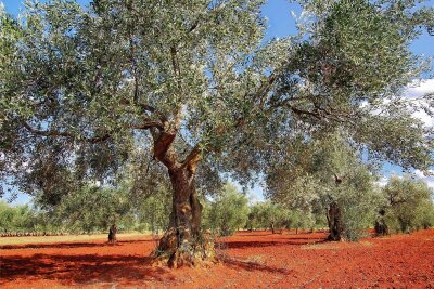 Das beste Olivenöl der Welt kommt aus Istrien - Typisch Istrien: Auf den fruchtbaren Terra-Rossa-Böden gedeihen Olivenbäume besonders gut.