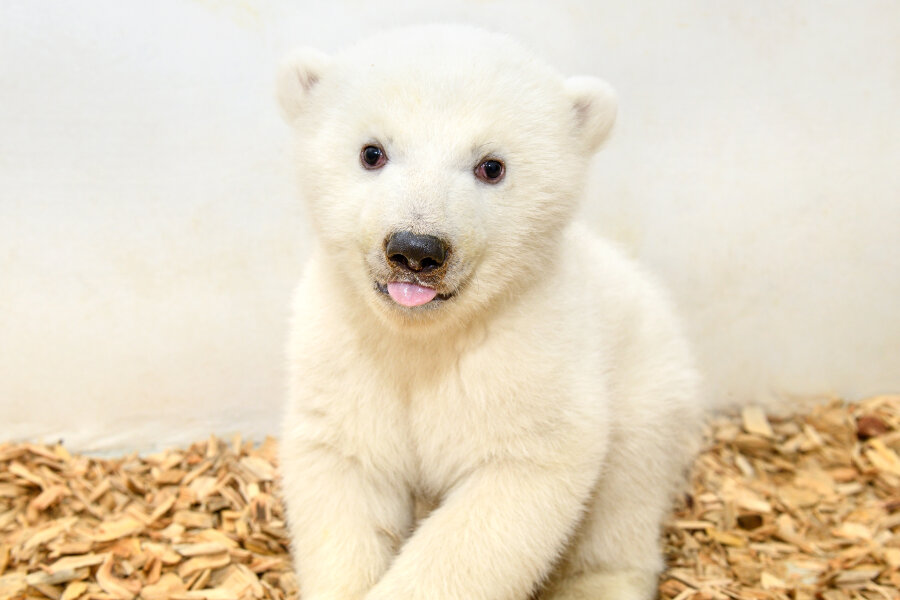 Das Eisbärenbaby in Berlin schielt - Erstmals haben sich zwei Tierärzte und eine Pflegerin in den Stall von Eisbärenmutter Tonja und ihrem Nachwuchs gewagt, um eine tierärztliche Untersuchung an dem rund zwei Monate alten Jungtier vorzunehmen.