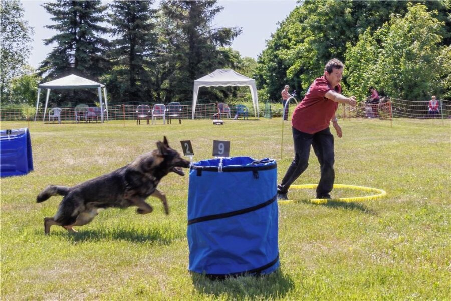 Das erste Hoopers-Turnier in Annaberg lockt viele Hundesportfreunde an - Aus dem gelben Führring heraus zeigt Jacqueline Kupke ihrem jungen Schäferhund Aslan den Weg. 