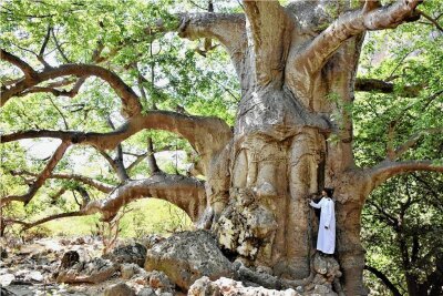 Das grüne Arabien - Mächtig gewaltig: Affenbrotbäume - oder auch Baobabs - sind jenseits von Afrika eine Rarität. Solche Riesen wie im Wadi Hinna sowieso. 