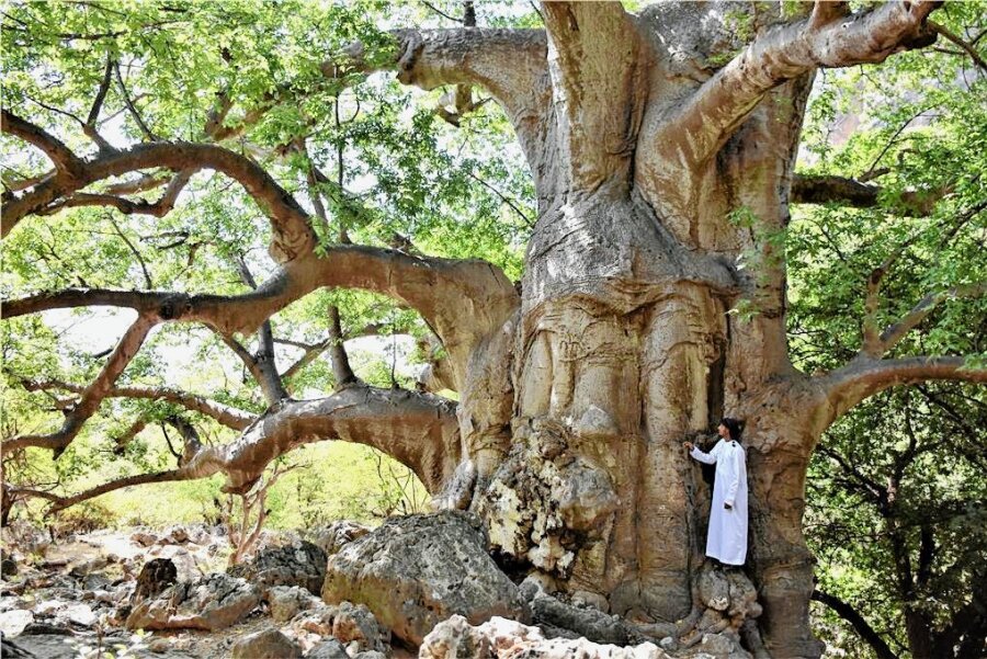 Das grüne Arabien - Mächtig gewaltig: Affenbrotbäume - oder auch Baobabs - sind jenseits von Afrika eine Rarität. Solche Riesen wie im Wadi Hinna sowieso. 
