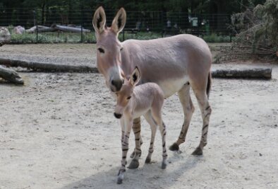 Das ist der neuste Nachwuchs im Tierpark Chemnitz - Das Somali-Wildesel-Fohlen mit Mutter Hera. 