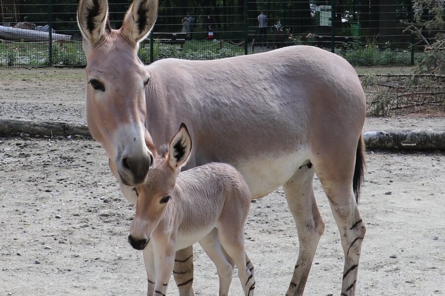 Das ist der neuste Nachwuchs im Tierpark Chemnitz - Das Somali-Wildesel-Fohlen mit Mutter Hera. 