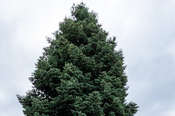 Das ist der Zwickauer Weihnachtsbaum - Diese 22 Meter hohe Colorado-Tanne aus Marienthal wird der Zwickauer Weihnachtsbaum. 