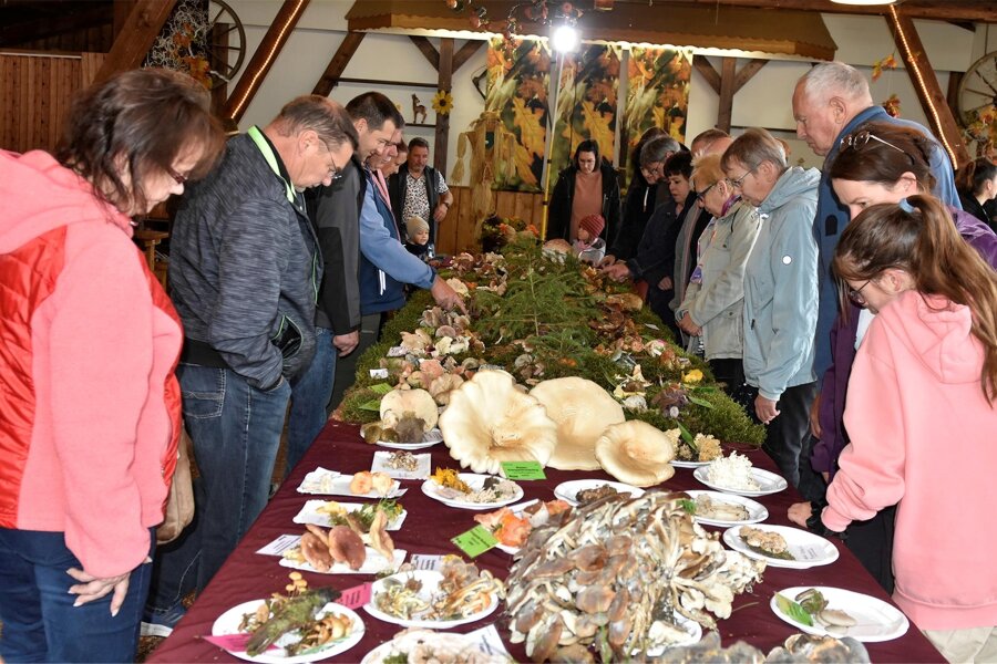 Das ist im Oberland am Wochenende los - Beim Schwammetag in Magwitz wurden voriges Jahr rund 200 Schwammearten von Austern-Seitling bis Ziegenlippe in der Festhalle gezeigt.