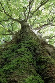 Das sind die Sieger 2019 - 4. Platz: "Alt wie ein Baum möchte ich drham im Erzgebirge werden", schreibt Jasmin Großmann aus Aue. Ihr ist es gelungen, ein monumentales Stück Natur bildgewaltig auf ein Foto zu bannen.