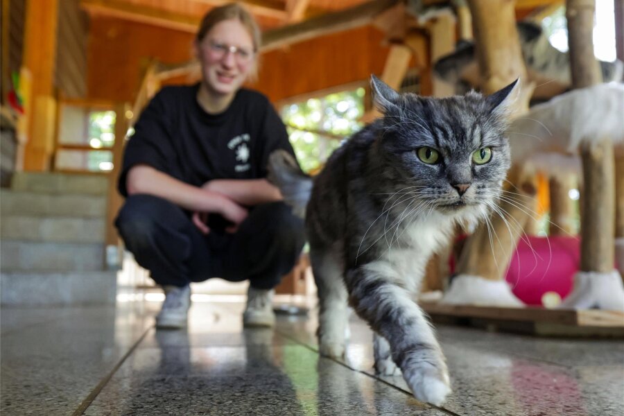 Das Tierheim Langenberg feiert auch in schwierigen Zeiten - Luise Kühne macht ihr Freiwilliges Ökologisches Jahr. Hier präsentiert sie Kater Carlos: Er ist 13 Jahre alt.