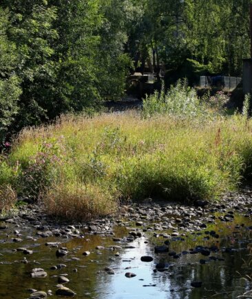 Aktuell wieder dichter Pflanzenbewuchs im Flussbett des Schwarzwasser bereitet den Anliegern große Sorgen. 