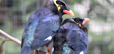Dating-Center arrangiert Vogelhochzeit im Tierpark - 