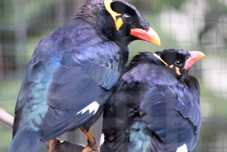 Dating-Center arrangiert Vogelhochzeit im Tierpark - 