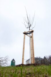 Debatte um Baumspende in Plauen: Wie giftig ist Sophora japonica? - 