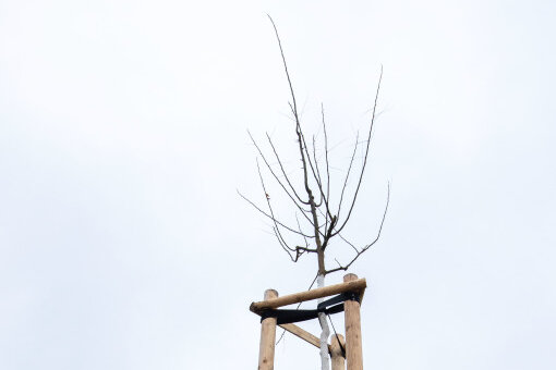 Debatte um Baumspende in Plauen: Wie giftig ist Sophora japonica? 