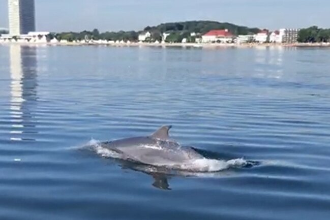 Delfin auf Stippvisite in der Ostsee - Nach Angaben des Deutschen Meeresmuseums Stralsund ist der Große Tümmler in den vergangenen Jahren ...