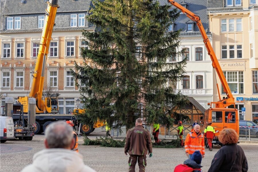 Der Annaberger Markt hat seinen Weihnachtsbaum - Kranführer Marcel Friedrich lässt den Baum über den Markt schweben.