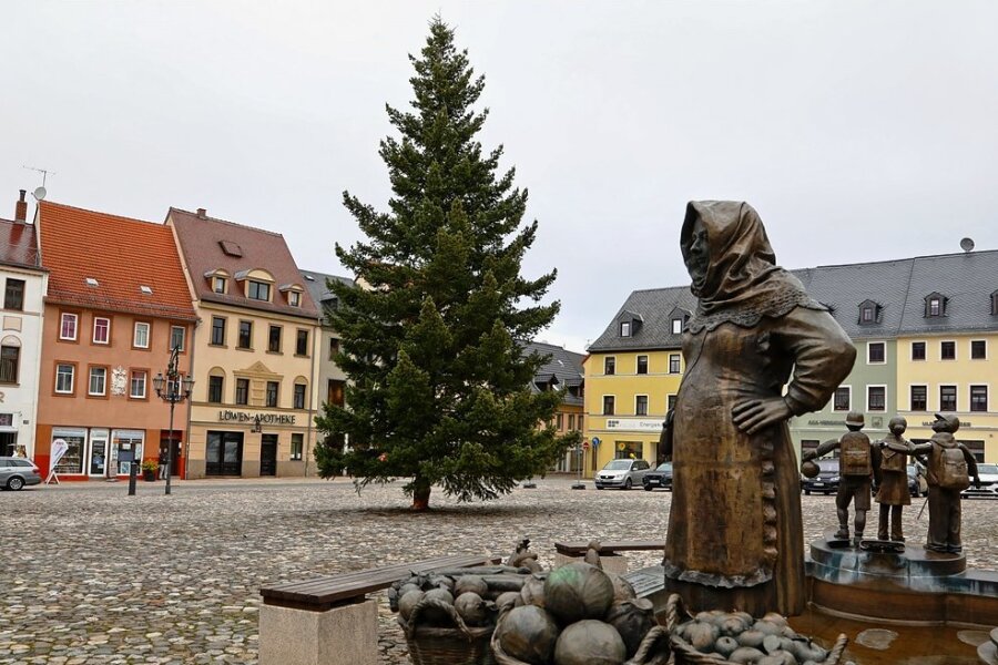 Seit Donnerstagvormittag steht eine 16 Meter hohe Weißtanne als Weihnachtsbaum auf dem Markt von Glauchau. 