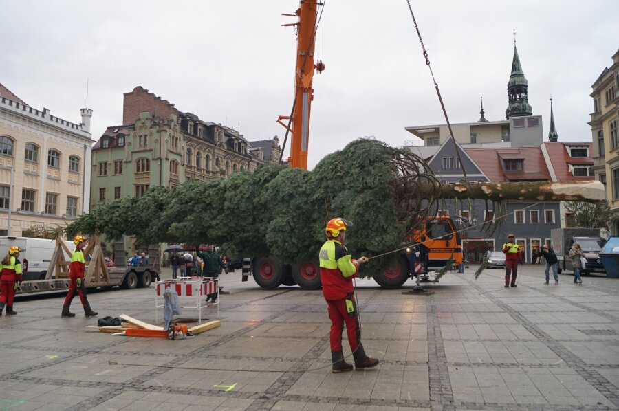 Der Baum steht - in Zwickau kann Weihnachten kommen - Der Baum "schwebt" auf dem Hauptmarkt ein.