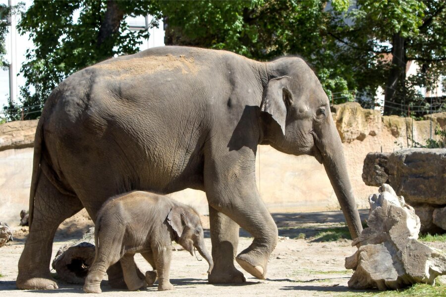 Der beliebteste Zoo Deutschlands befindet sich in Sachsen - Im Leipziger Zoo gibt es aktuell viele Jungtiere zu entdecken: So hat Elefantenkuh Rani seit Kurzem eine Tochter, deren Name beim Kinderfest am Samstag verkündet werden soll. 