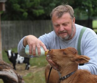 Der Chef ist die Ersatzmutter - 
              <p class="artikelinhalt">Der 59-jährige Thomas Rühle, Chef des Tauraer Kleintierhandels, zieht ein Zwergzebu geduldig mit der Flasche auf.</p>
            