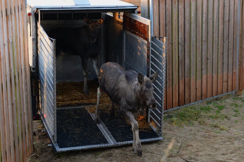 Der Elch-Effekt - Raus aus der Transportbox, rein ins Moor: Fünf Elche kamen am Freitag in Jütland an.