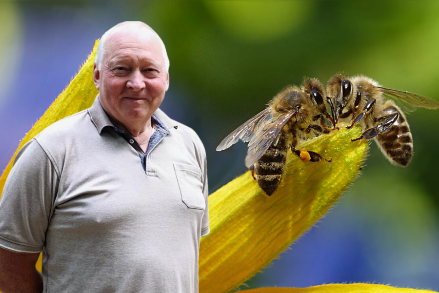Der Mann, der Bienensex organisiert: Thomas Funke macht hunderte Königinnen glücklich - 