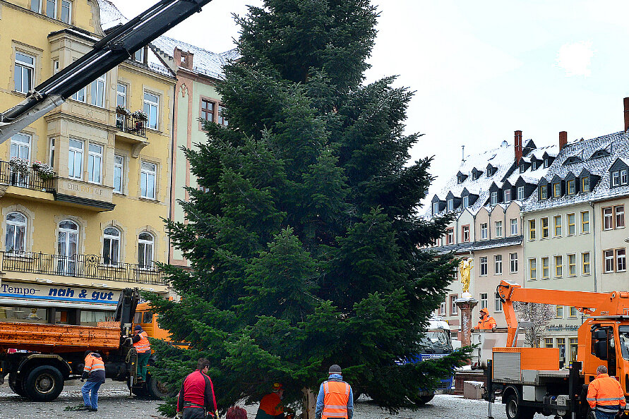 Der Mittweidaer Weihnachtsbaum steht nun auf dem Markt - 