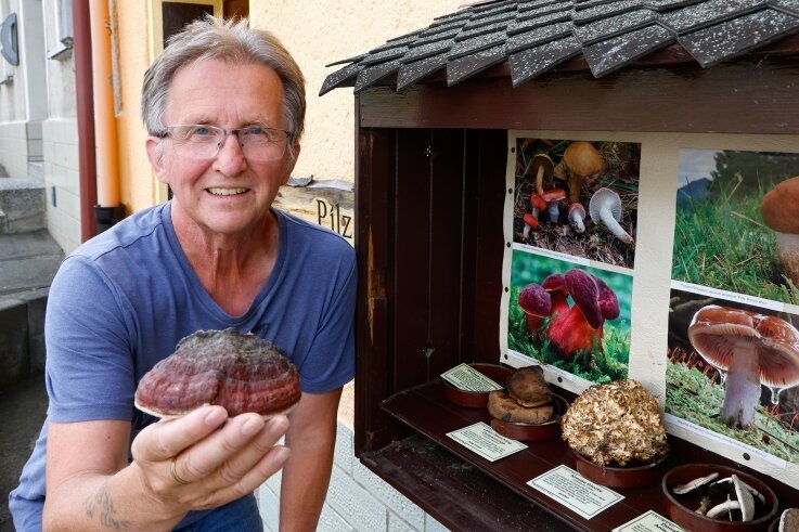 Der Pilzberater wünscht sich Dauerregen - Pilzberater Werner Stolpe hat derzeit Mühe, seinen Schaukasten zu befüllen.