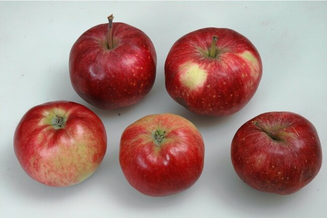 Rot, säuerlich-süß im Geschmack: Böhmische Rosenäpfel. 