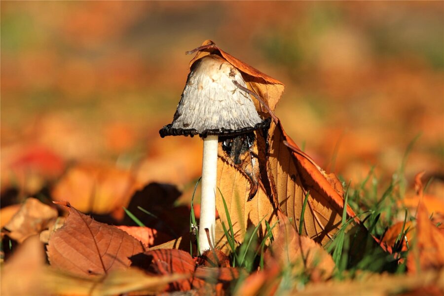 Der Schopftintling macht ein „Krankenschein-Gesicht“: Was ein Experte aus dem Vogtland über den Pilz des Jahres verrät - Ein letzter Schopftintling bahnt sich seinen Weg durch bunt gefärbtes Herbstlaub.
