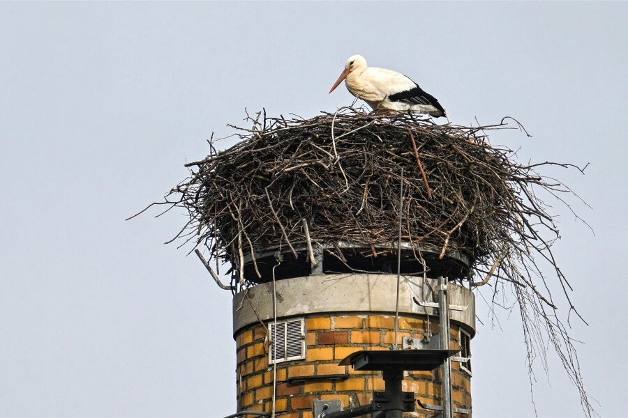 Der Storch von Wittgensdorf ist wieder da - Der Weißstorch ist wieder da und erneuert sein Nest.