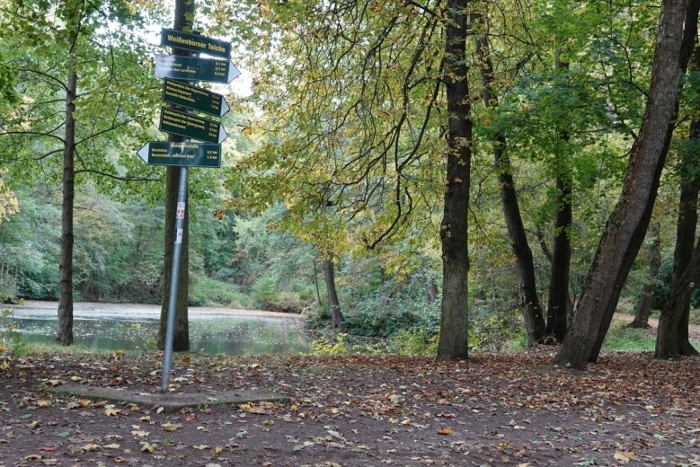Der Verdacht fällt auf einen Polizisten - In der Nähe dieser Weggabelung im Weißenborner Wald starb im Juni 1949 ein Polizist durch einen Kopfschuss. 