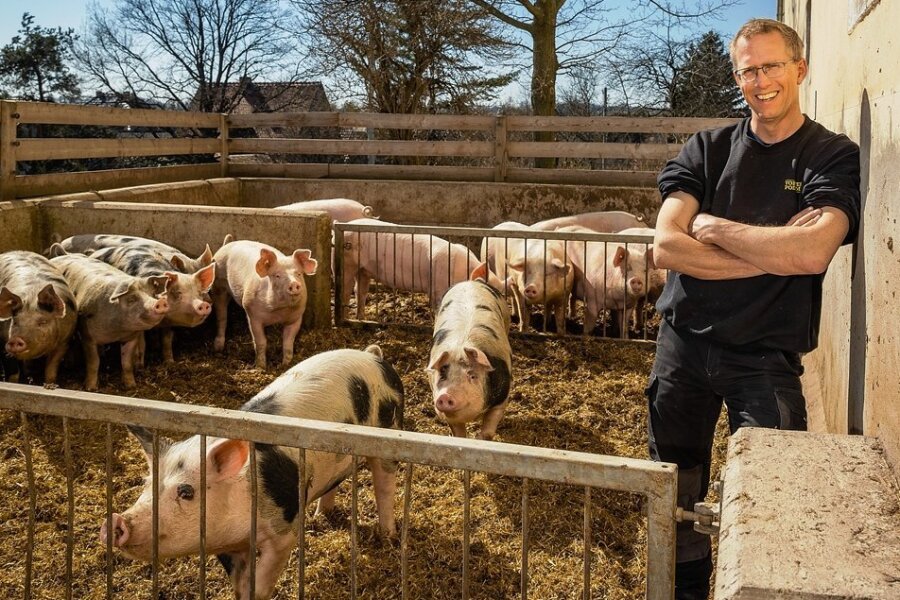 Der Weg zum glücklichen Schnitzel - Mit Auslauf, Stroh und Ringelschwanz: Bernhard Probst, Chef des Biohofs Vorwerk Podemus, hält seine Schweine nach den ökologischen Kriterien. Die Schwarz-Gescheckten sind eine Kreuzung von Landrasse & Edelschwein & Pietranteber.