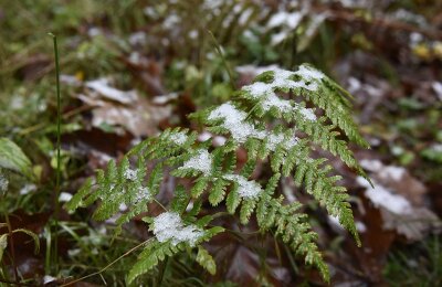 Der Winter klopft an: Erste Schneeflocken auf dem Aschberg - 