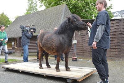 Diät-Pony wiegt noch 100 Kilo zu viel - 