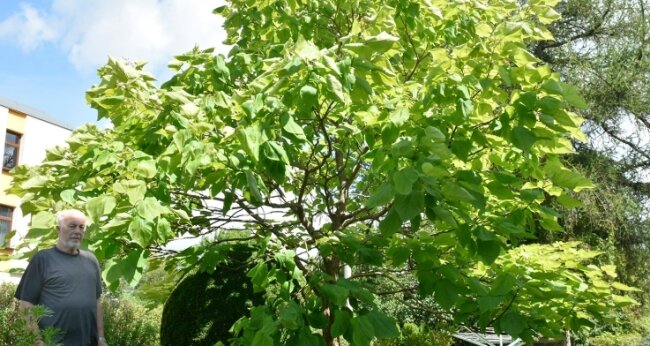 Dichtes Blätterdach spendet viel Schatten - Jürgen Weberchen aus Klingenthal hat in seinem Garten einen riesigen Trompetenbaum, neben dem er wie ein Zwerg wirkt. 
